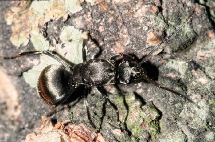 Polyrhachis illaudata